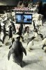 penguins-promo03.jpg