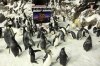 penguins-promo07.jpg