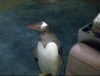 penguins-still59.jpg